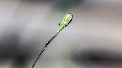 Close-up of caterpillar on plant