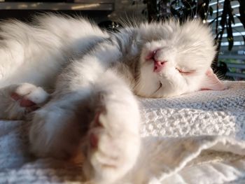 Close-up of cat sleeping on bed