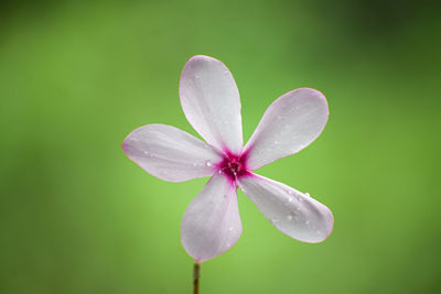 Close-up of wet purple flowering plant