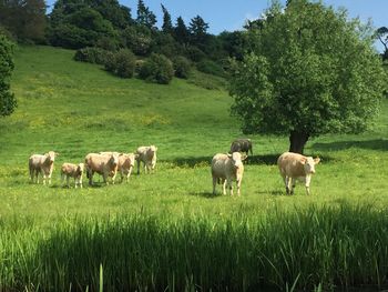 Cows grazing on field against trees