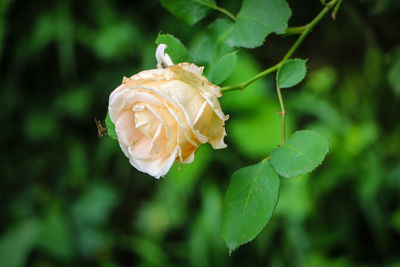 Close-up of rose plant