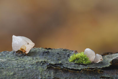 Close-up of shell on rock