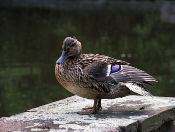 Close-up of bird perching on a lake