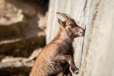 Close-up of deer