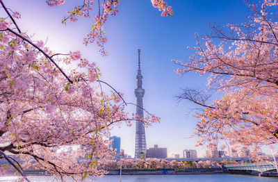Tokyo sky tree seen from cherry blossom branches against blue sky