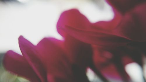 Close-up of pink flowers