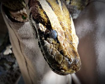 Close-up of lizard