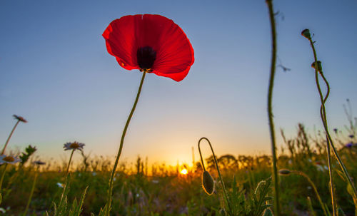 Close-up of red poppy flower growing against clear sky during sunset