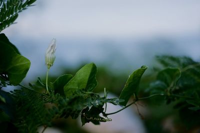 Close-up of fresh green leaves against sky