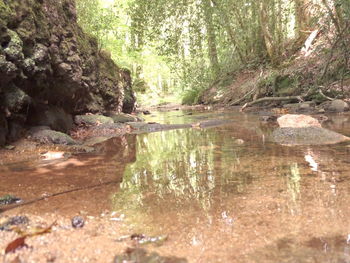 Scenic view of river in forest