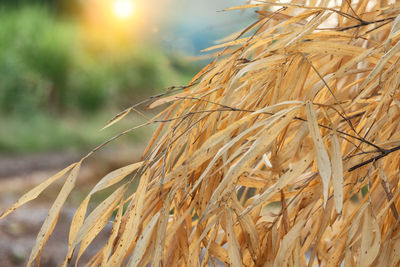 Close-up of stalks in field