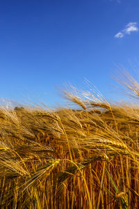 Scenic view of wheat field against blue sky