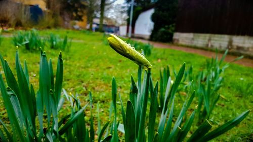 Close-up of green grass in water