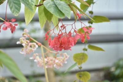 Close-up of red flowering plant