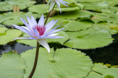 Water lily in lake