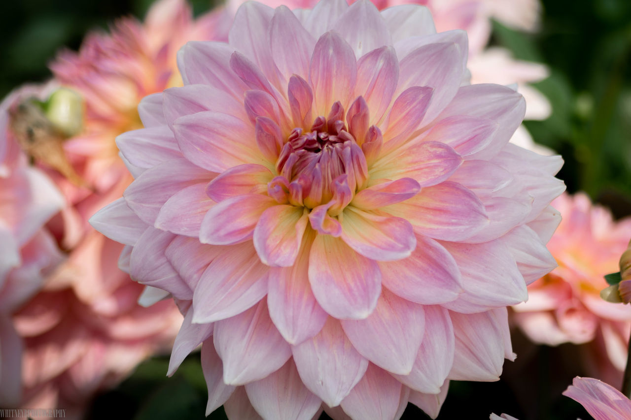 flower, flowering plant, petal, fragility, freshness, vulnerability, beauty in nature, close-up, plant, flower head, inflorescence, growth, pink color, focus on foreground, dahlia, day, nature, no people, outdoors, park