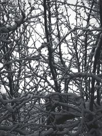 Low angle view of bare tree