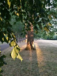 Trees growing on field