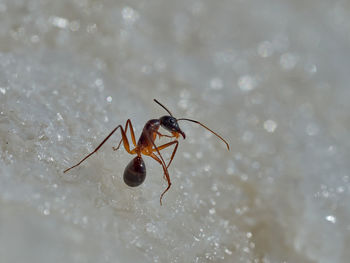 Close-up of insect