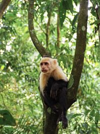 Monkey sitting on tree branch
