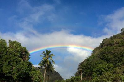 Low angle view of trees against rainbow in sky