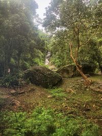 Scenic view of forest