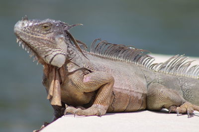 Close-up of lizard