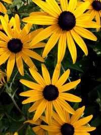 Close-up of sunflower blooming outdoors