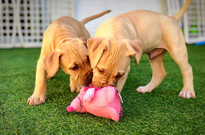 Two dogs playing on grass