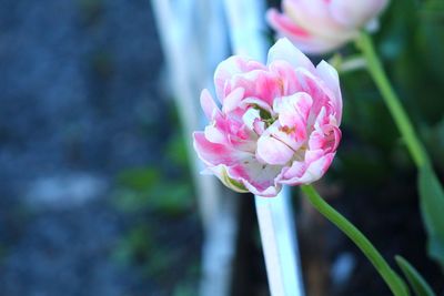 Close-up of pink rose