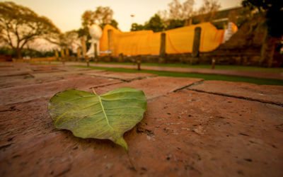 Close-up of leaf on tree