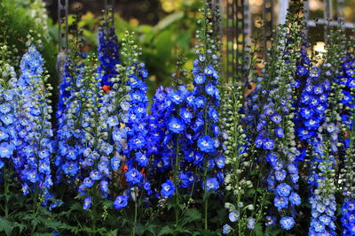 Close-up of purple flowering plants in park