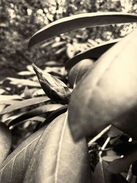 Close-up of person holding plant