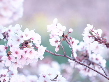 Close-up of pink cherry blossoms in spring