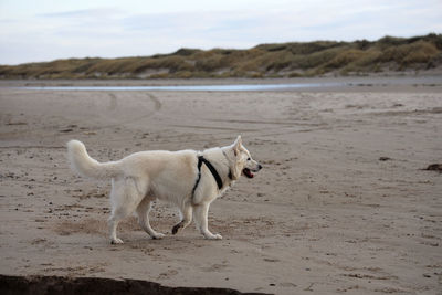 View of dog standing on beach