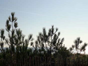 Low angle view of trees against clear sky