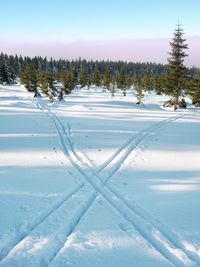 Two ways for cross country skiing in winter mountains. wintry landscape, skiing ways between trees.