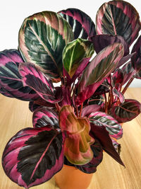 Close-up of red flowering plant in vase