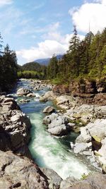 Scenic view of river in forest against sky