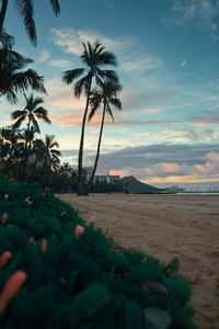 Palm trees on beach against sky during sunset