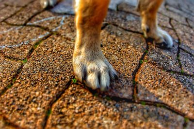 Low section of lizard on ground