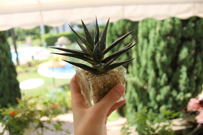 Close-up of woman holding plant