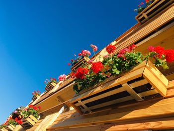 Low angle view of flowering plants against building