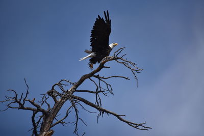 Low angle view of eagle flying against clear sky