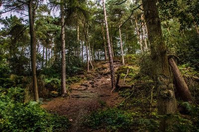 Trees in forest