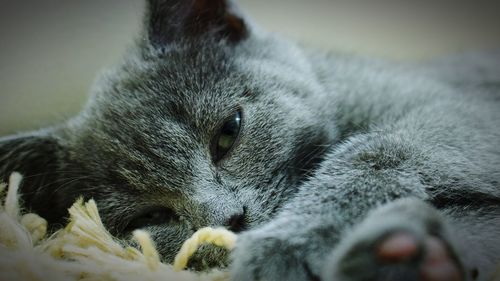 Close-up of cat sleeping