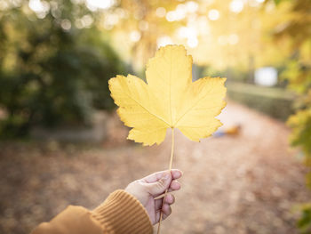 Woman holding maple leaf during autumn