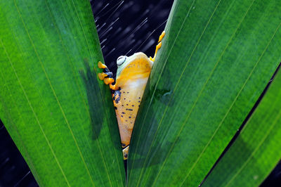 Close-up of insect on leaf