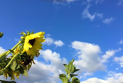 Low angle view of yellow flowers against blue sky