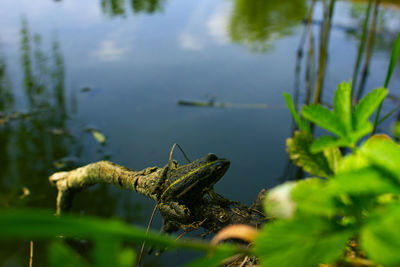 Close-up of plant in lake